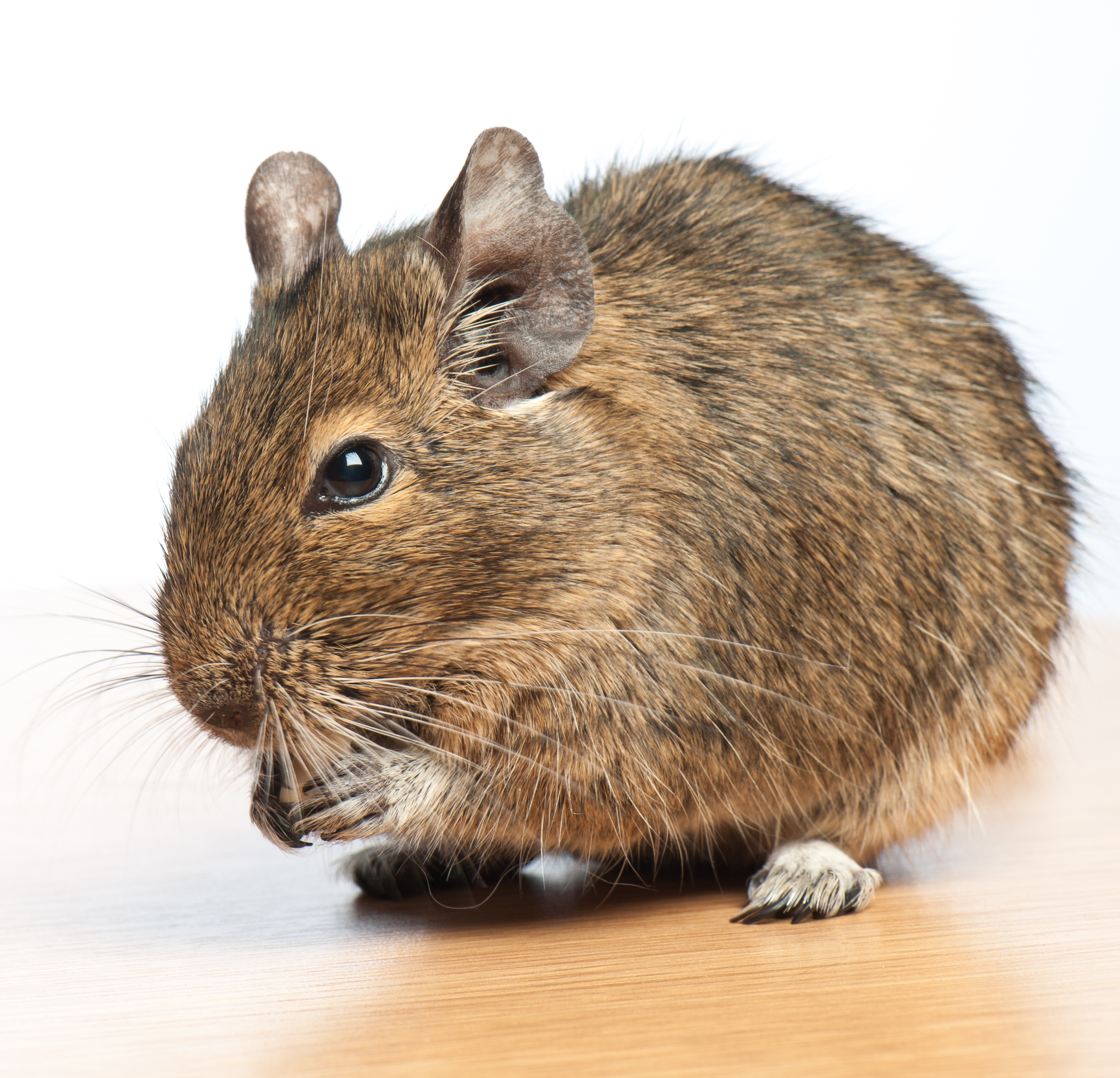 Exotics and small mammals Referral Service Referral Service